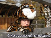 «Тигриные» новости из Комсомольска-на-Амуре