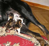 Ротвейлер усыновила и выкормила двух котят