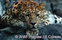 Газпром хочет проложить газопровод по местам обитания дальневосточного леопарда с нарушением закона