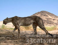 В Алжире на камеру сняли редкий подвид гепарда