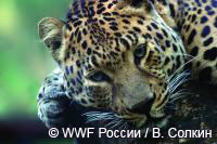 Для последних 30 дальневосточных леопардов будет создана единая охраняемая территория