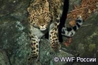 Дальневосточный леопард в фотоловушке