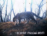 Самка леопарда, выкармливающая трех леопардят