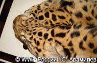 Приморье обнаружена шкура леопарда