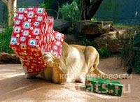 Подарки львице к Рождеству