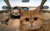 Кошка хорватского министра наездила 150 тыс. км на его служебной машине