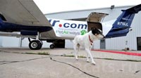 Первый рейс авиакомпании Pet Airways прошел успешно