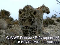 Министерство охраны природы Туркменистана начало отлов леопардов для российского Кавказа