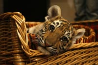 Подаренного Путину тигренка поселили в зоопарке Геленджика