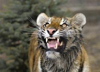 Тигрца Машенька, подаренная Путину на день рождения в зоопарке Геленджика
