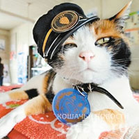 Кошка на железной дороге в Японии