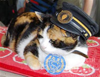 Кошка - начальник железнодорожной станции в Японии