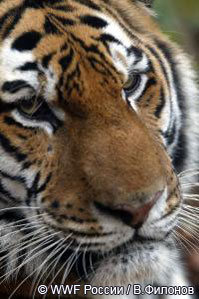 Соглашение Россия- Китай по сохранению амурского тигра