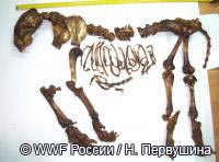 Скелет тигренка, иъзятый таможенниками