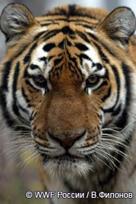 Амурский тигр - символ 2010 года