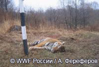 В Приморье тигрица получила смертельные ранения под колесами автомобиля