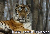 Амурский тигр под охраной WWF