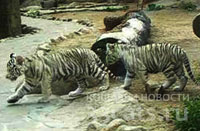 В Московском зоопарке белых тигрята вышли в уличный вольер