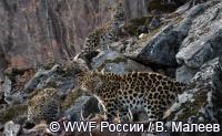 Пополнение в семействе дальневосточных  леопардов