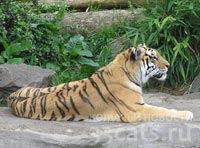 Китайцы запасаются тигриными усами к новому году