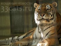 Индонезия сдаст напрокат исчезающих суматранских тигров богачам 