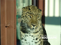 Зоомисс 2010 - леопард