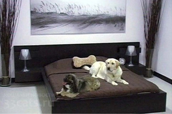 Номер люкс в отеле для собак
