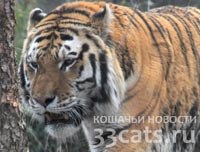 Власти Китая закрыли зоопарк, заморившего голодом 11 амурских тигров