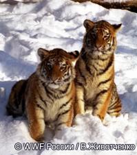 Еще семь амурских тигров нашли себе «родителей»