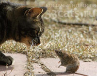 почему мыши боятся кошек?