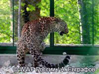 Путин выпустил в вольер самку леопарда, привезенную из Ирана