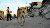 Помощь животным на Гаити