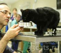 Кот после пересадки бионических протезов задних лап и его доктор