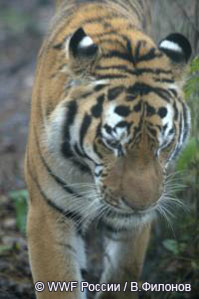 Минприроды России утвердило Стратегию сохранения амурского тигра в Российской Федерации