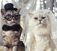 В Киеве кошки и собаки могут пожениться  в Загсе 