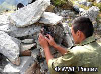 WWF начинает мониторинг снежного барса с помощью фотоловушек на Алтае