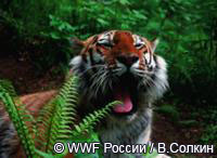 Международная молодежная экспедиция Тропою тигра пройдет в Приморье