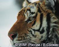 Амурский тигр в третьем тысячелетии - новый документальный фильм