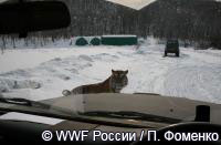 тигр заглядывает в автомобиль WWF