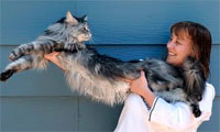 Мейн кун вновь попал в книгу рекордов Гиннеса как самый длинный в мире кот