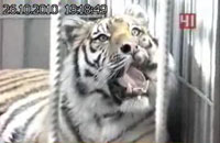 Уральцы спасли амурского тигра