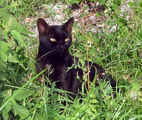 17 ноября - день черных кошек в Италии