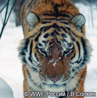 На форуме в Санкт-Петербурге будет решаться судьба тигра на Земле