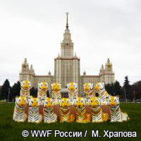 Представители амурских тигров прибыли в Санкт-Петербург