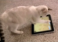 Видеоигра для кошек Game for Cats
