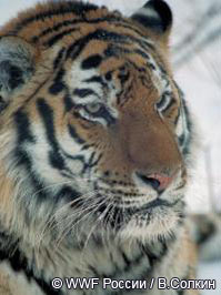 Амурский тигр в третьем тысячелетии получил серебряную награду кинофорума Золотой Витязь