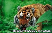 Что нужно для сохранения тигра в России.