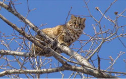 Лесной кот в Приморье