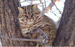 Новый обитатель сафари парка - лесной кот