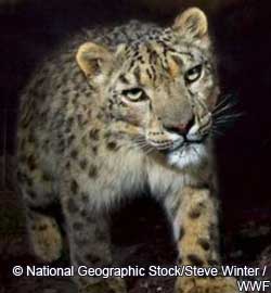 WWF поддерживает борьбу с браконьерством в Горном Алтае